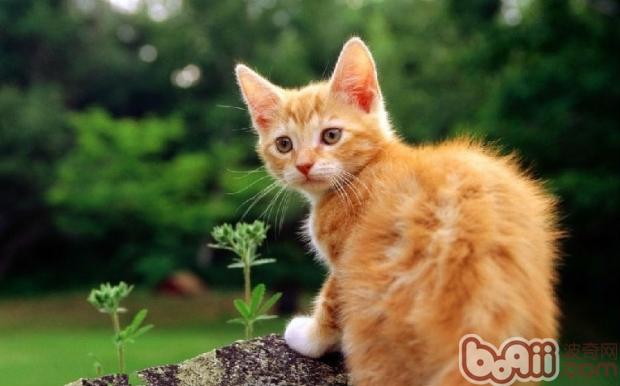 阻止猫咪啃食花草的办法