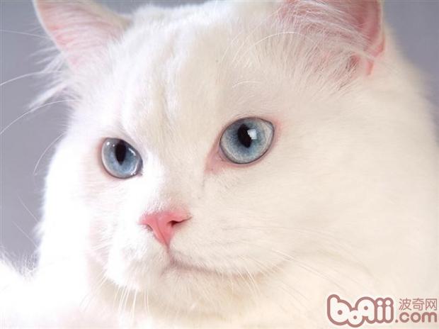 猫厕所应该多久整理一次