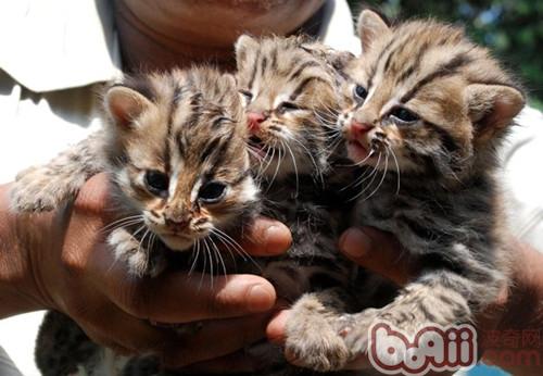 养殖宠物猫优点多多