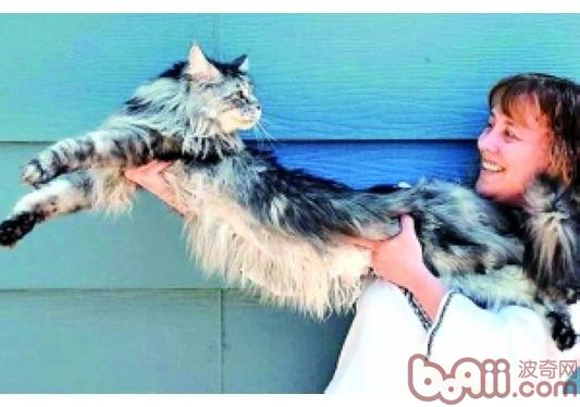猫咪所发明的惊人世界纪录