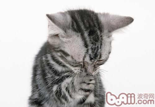 怎样帮猫咪延伸寿数