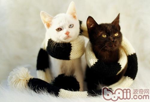 孕期猫猫怎样护理