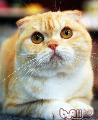 怀孕猫猫饮食需改进