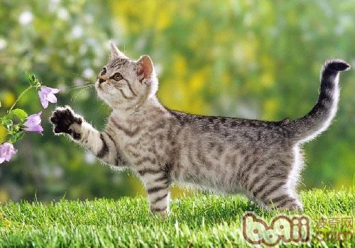 是不是一切的猫咪都爱猫薄荷