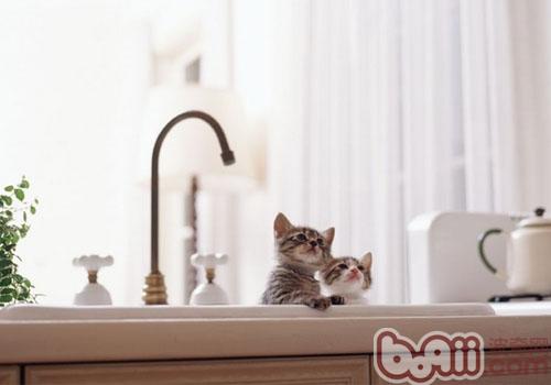 怎样让猫咪不再上灶台