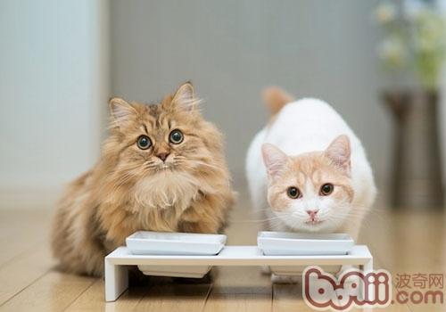 猫咪为什么会刨食盆里的猫粮