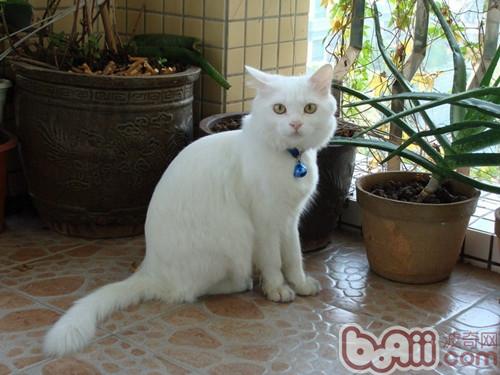 你知道安哥拉猫的日子习性吗？
