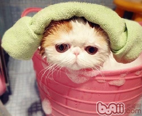 猫咪也喜爱泡泡浴