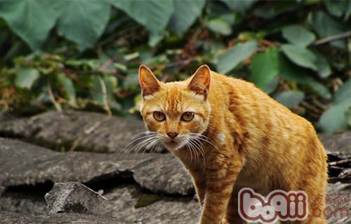 四川简州猫简介