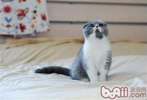 小小猫一天吃多少猫粮适宜？