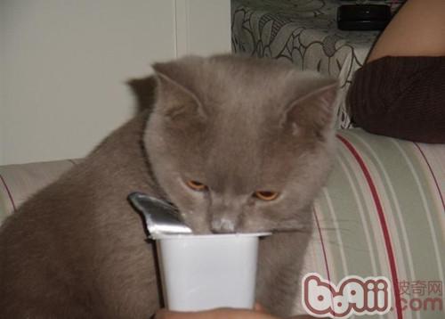 猫咪能够喝酸奶吗？