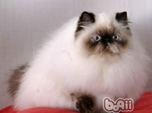 猫咪需求经常吃钙片吗