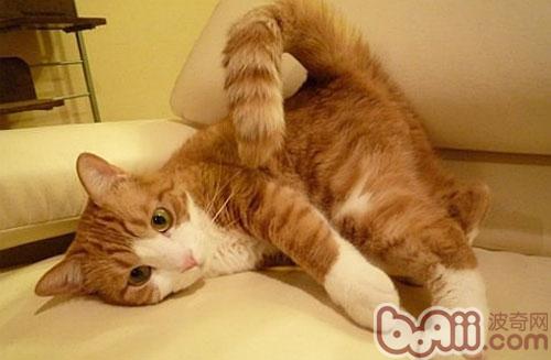 猫咪终究会不会放屁