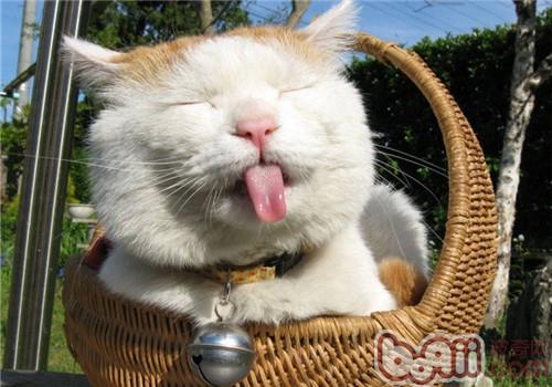 猫咪饮食的三大忌讳