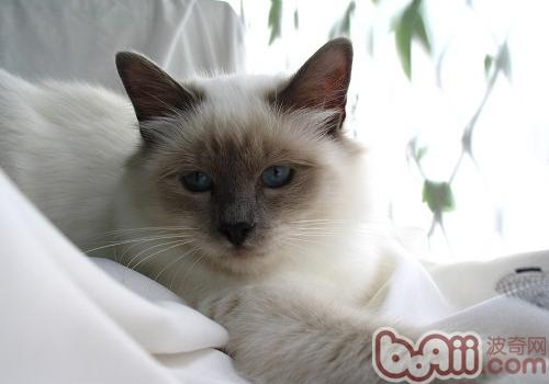 猫咪也要定时打针疫苗