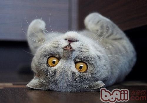 克己猫饭怎能不增加维生素D？