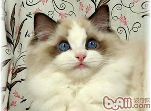 领养布偶猫应该做的预备