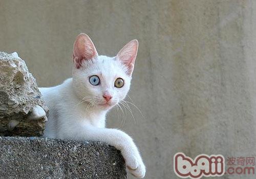 怎么避免猫咪养成挑食的习气
