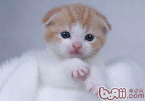 折耳猫品种之高地折耳猫