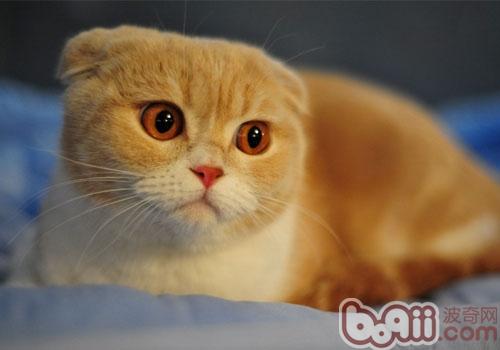 折耳猫种类之苏格兰折耳猫