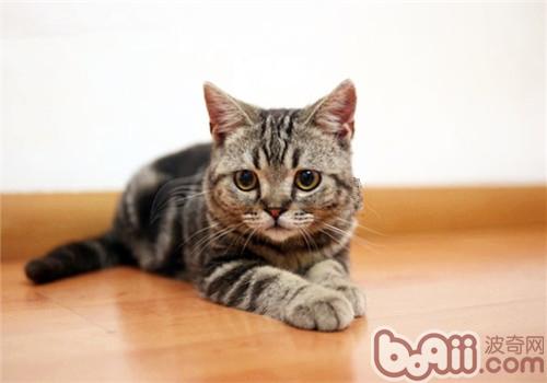 长毛猫与短毛猫整理办法有不同