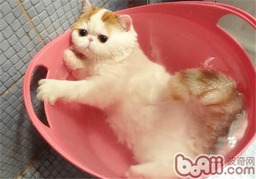 猫咪洗澡要留意的问题