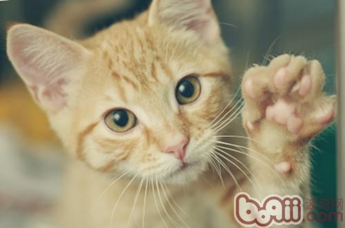 猫咪的肉垫是手掌吗？