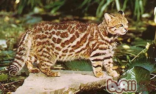 南美草原猫的形状特征