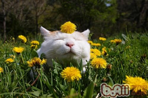 春天到了，咱们该怎么阻挠喵星人脱毛