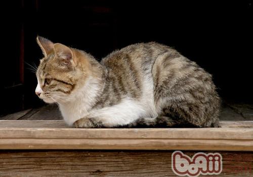 猫咪真的没有狗狗忠实吗