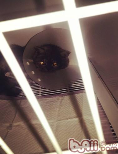 人的看病良药或许是猫咪的丧命毒药