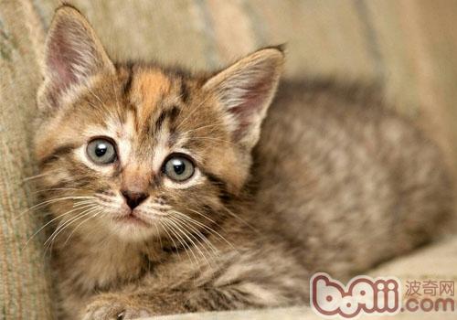 让猫咪学会运用马桶