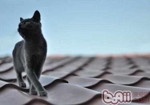 为什么猫咪喜爱在地毯上尿尿