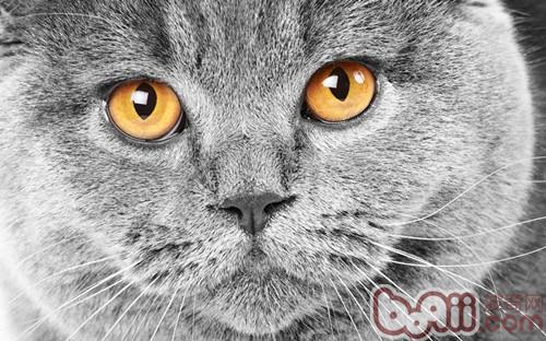 猫咪的眼睛——透视漆黑的才能