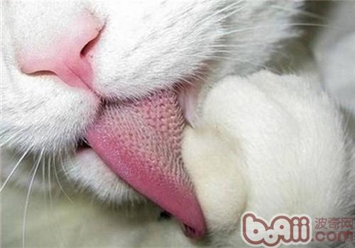 猫为什么会用舌头整理皮裘