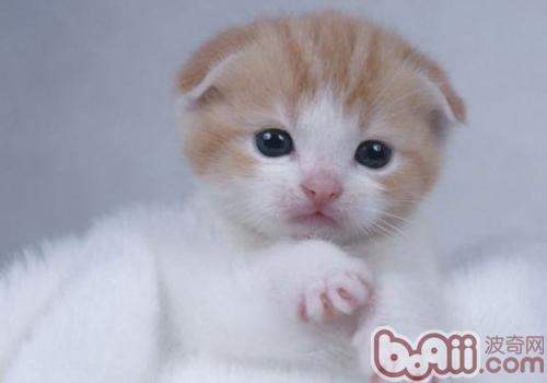 怎么改动猫咪昼伏夜出的习气