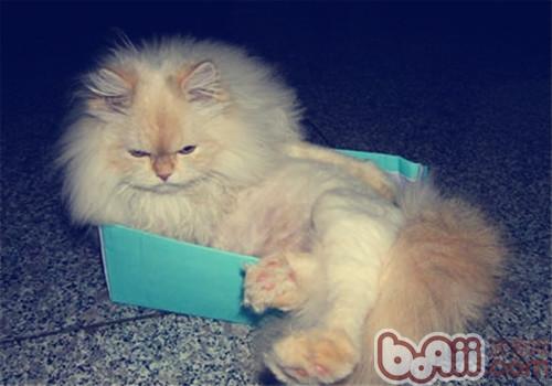 怎么查看自家猫咪的身体健康
