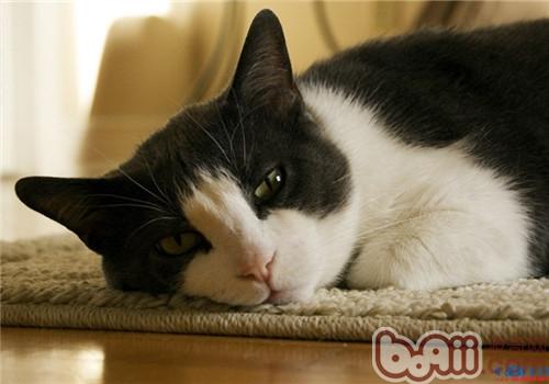 猫咪美容需求的常见用品