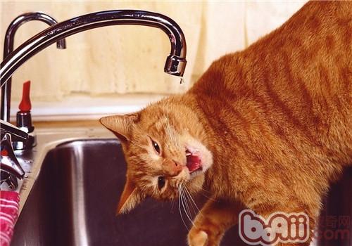 猫咪洗发液运用的注意事项