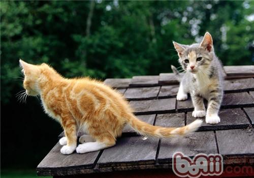新旧宠物猫共处应留意四点