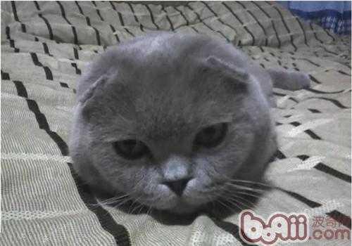 几个要素形成苏格兰折耳猫的耳朵直立