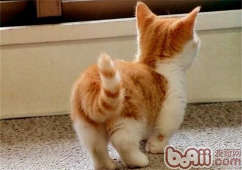 猫咪的小尾巴有大效果