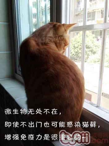 春暖花开，小毛病归来 ——防备猫藓、耳螨、掉毛、吐毛球的方法