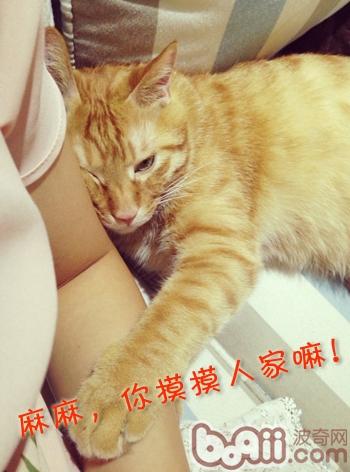 春暖花开，小毛病归来 ——防备猫藓、耳螨、掉毛、吐毛球的方法