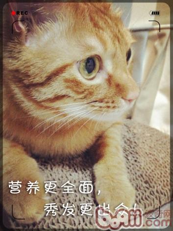 春暖花开，小毛病归来 ——防备猫藓、耳螨、掉毛、吐毛球的方法