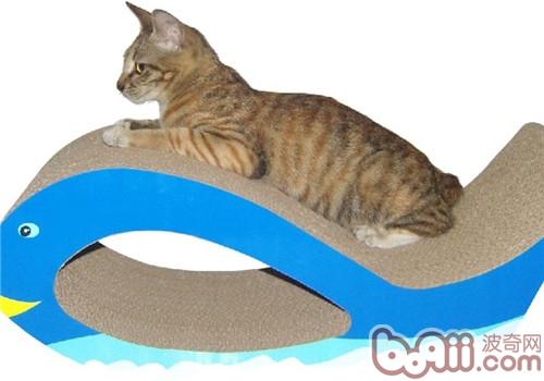 从猫咪的抓痕解析其性情
