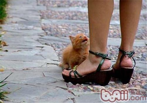 猫咪领养应做好哪些预备