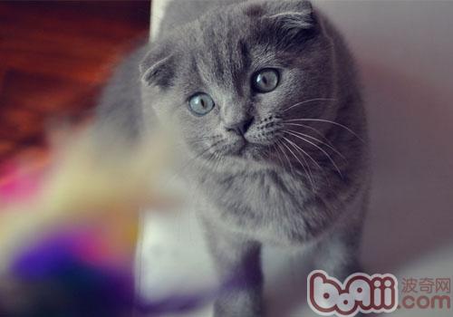 猫咪能够吃狗粮吗？