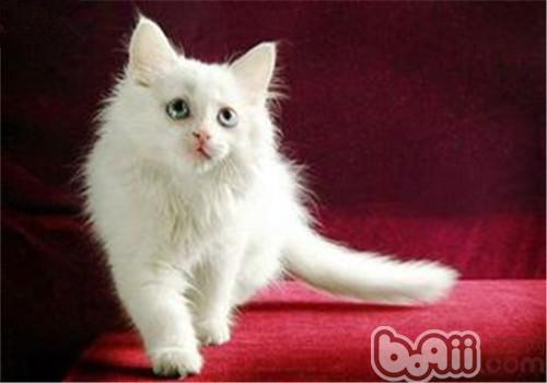 猫有洁癖的原因剖析