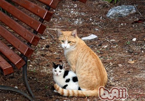 怎么挨近受伤的漂泊猫 
